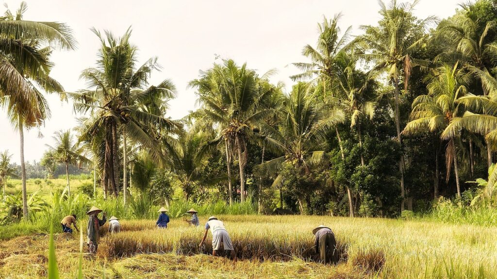 Indonesia landscape